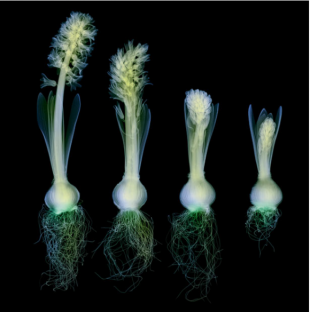 X-rays-of-flowers-by-Hugh-Turvey-1-580x585